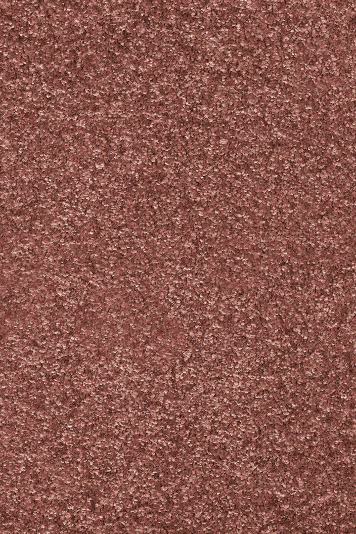 Arion 81